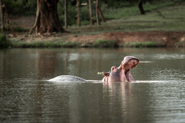 A Young Hippo showing off its wide mouth