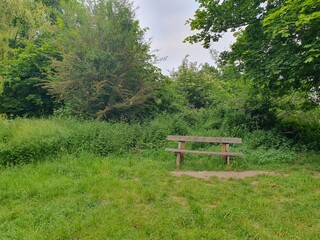 Fototapeta premium A bench in a grassy area with tree in a meadows