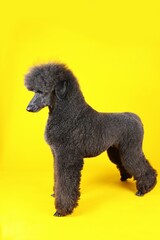black royal poodle on yellow background 