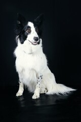 border collie sitting on black background 