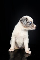puppy shepherd isolated on black background 