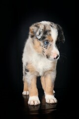 puppy shepherd isolated on black background 
