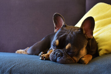 French bulldog of brown and golden color on a dark grey sofa with a yellow pillow. The little dog is sleeping. Pets at home.	
