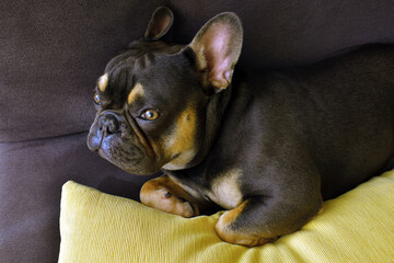 French bulldog of brown and golden color on a dark grey sofa with a yellow pillow. The little dog is lying. Pets at home.