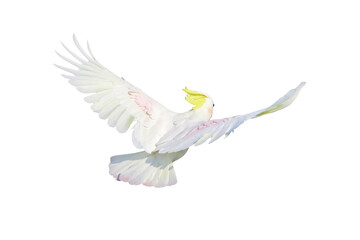 Beautiful feathers on the back of Cockatoo parrot flying isolated on transparent background png file
