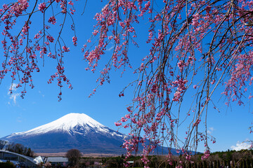 枝垂桜と富士山