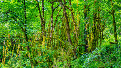 Abkhazia, mountains, tourism, beauty, 2023.