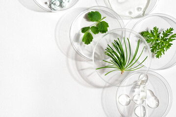 Petri dishes with plants and gel swatches - 611355051