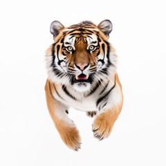 Fototapeta premium portrait of tiger frontal view while jumping isolated on white.