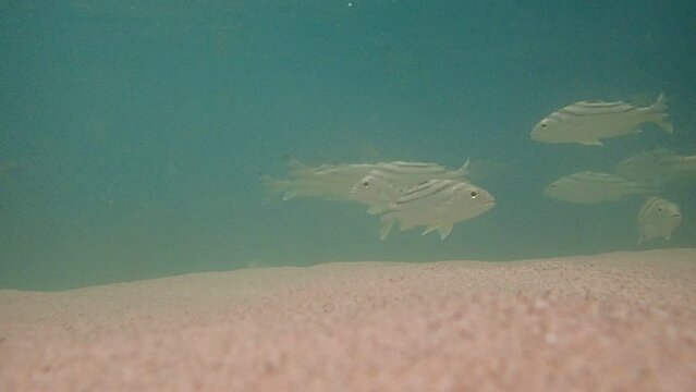 Philippines Parawan island Sabang Beach under water