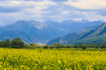 Blooming fields against the backdrop of mountains. Beautiful mountain landscape. Blooming summer herbs. Spring landscape. Kyrgyzstan.