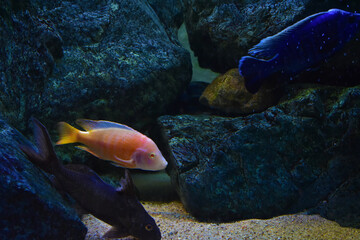 Marine background dark grey stone, sand and two aquarium shiny fishes, orange and blue. Aquarium, aquatic life.	