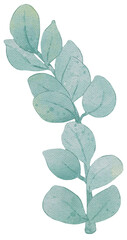 mint green leaves