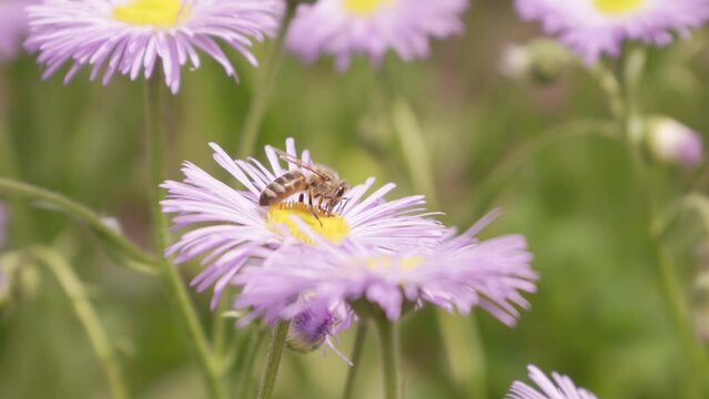 A honey bee collects nectar on a purple chamomile flower. Close-up.