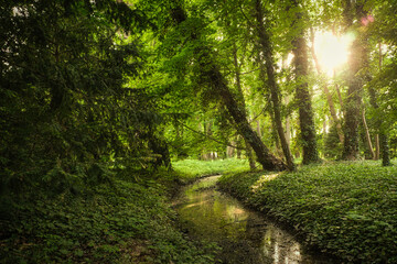 Wald - Bach - Sonnenstrahlen -  Sonnenschein - Green - Forest - Sunlight - Beautiful - Rays - Shining - Silent - Woodland - Natural - Landscape - Water 