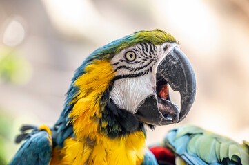blue and yellow macaw ara