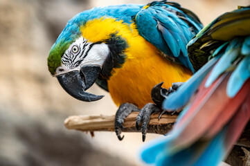 blue and yellow macaw ara