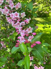 Pink flowers in summer garden