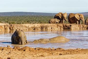 Elefanten im Addo Elephant Park