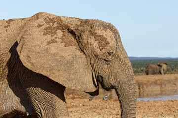 Elefanten im Addo Elephant Park