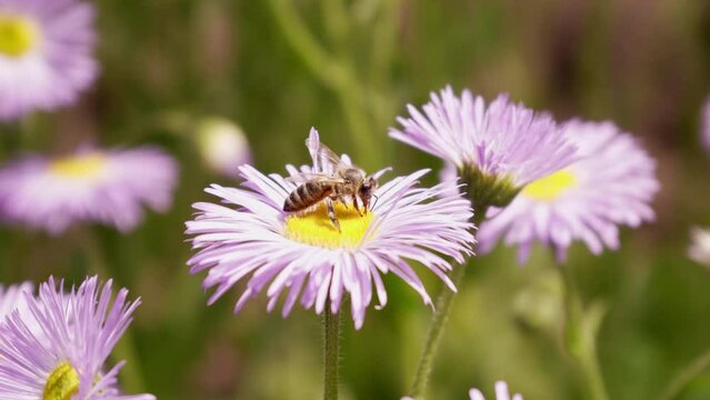 A honey bee collects nectar on a purple chamomile flower. Close-up. Slow motion.