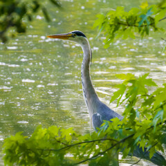 Heron behind green foliage at lake