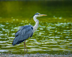 Heron standing at water's edge of lake against green water surface