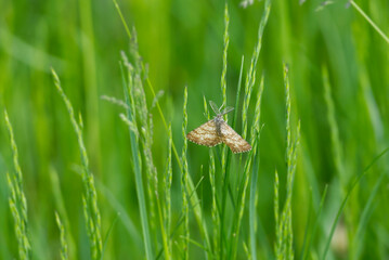 Male Common Heath (Ematurga atomaria) moth perched on a blade of grass in Zurich, Switzerland