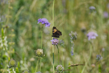 Small Tortoiseshell Butterfly (Aglais urticae) sitting on a small scabious in Zurich, Switzerland