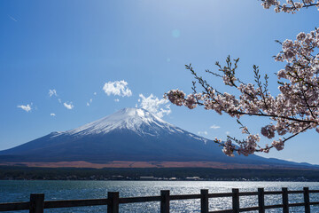 Plakat 山中湖と富士山と桜