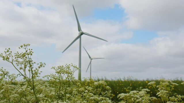 Cow Parsley swaying in the wind, rack focus onto two Wind Turbines in the background