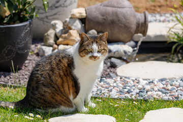 mon chat prend le soleil près de la fontaine