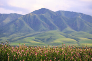 Blooming fields against the backdrop of mountains. Beautiful mountain landscape. Blooming summer herbs. Spring landscape. Kyrgyzstan.