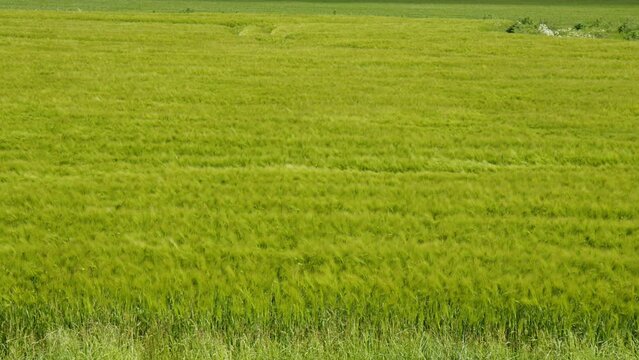 Wind on a green Barley Field making it look like waves in East Frisia, Germany on a windy summer day. Camera panning