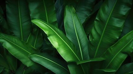 Naklejka na ściany i meble Tropical banana palm leaves texture green background, AI generated.