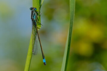 Dragonfly on the grass