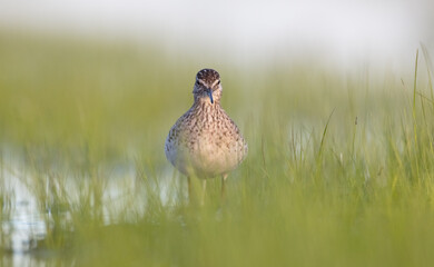 Wood Sandpiper  - in spring on the migration way at wetland