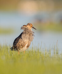 Ruff - male bird at a wetland on the mating season in spring