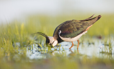 Northern lapwing - male bird at a wetland in spring
