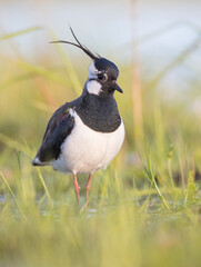Northern lapwing - male bird at a wetland in spring
