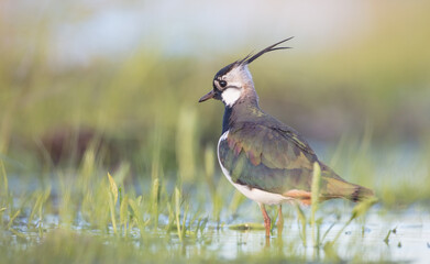 Northern lapwing - male bird at a wetland in spring
