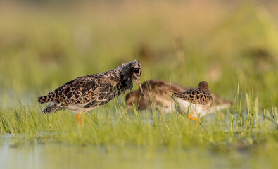  The ruff - pair at wetland on a mating season in spring