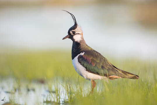 Northern lapwing - male bird at a wetland in spring
