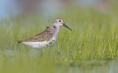 Dunlin - adult bird at a wetland on the spring migration 