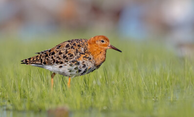 Ruff - male bird at a wetland on the mating season in spring