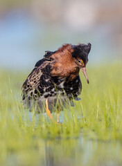 Ruff - male bird at a wetland on the mating season in spring