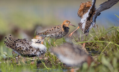 Ruff - male birds fighting at a wetland on the mating season in spring