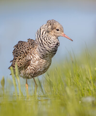 Ruff - male bird at a wetland on the mating season in spring