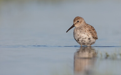 Dunlin - adult bird at a wetland on the spring migration 