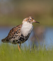 Ruff - male bird at a wetland on the mating season in spring
